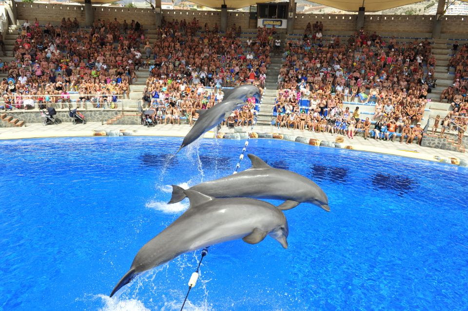 Costa Adeje: Aqualand Water Park Ticket With Dolphin Show - Exciting Attractions Overview