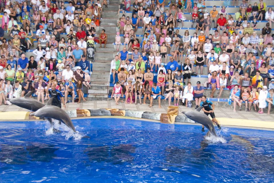 Costa Adeje: Aqualand Water Park Ticket With Dolphin Show - Essential Items to Bring