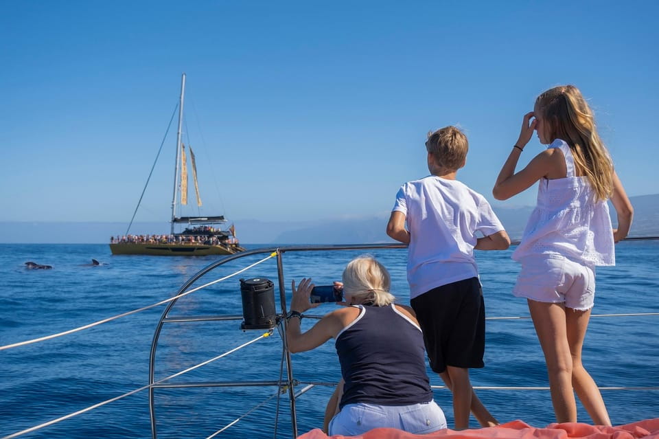 Costa Adeje: Masca and Los Gigantes Whale Watching Cruise - Whale and Dolphin Species