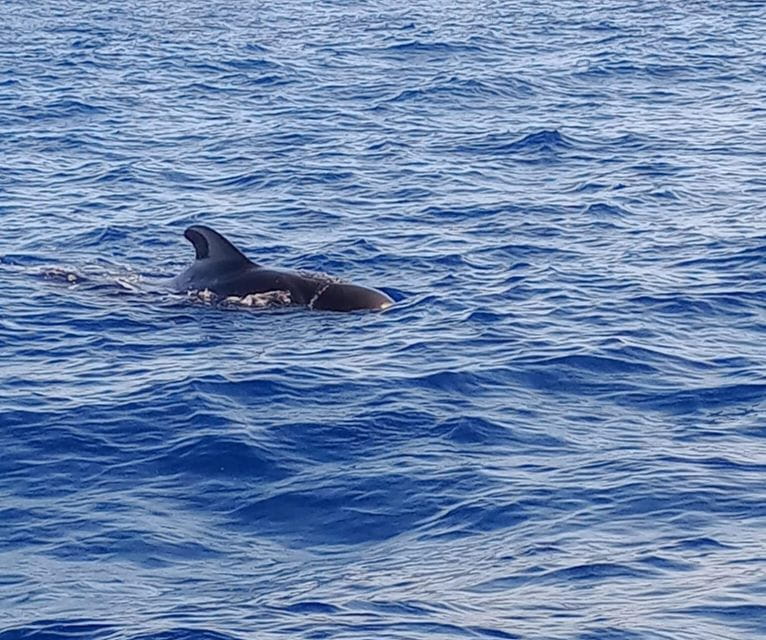 Costa Adeje: Whale and Dolphin-Watching Boat Excursion - Deep Dive into the Itinerary