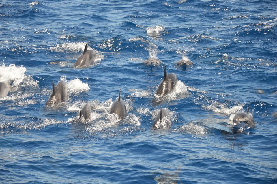 Costa Adeje: Whale and Dolphin Watching Tour by Yacht - Key Points