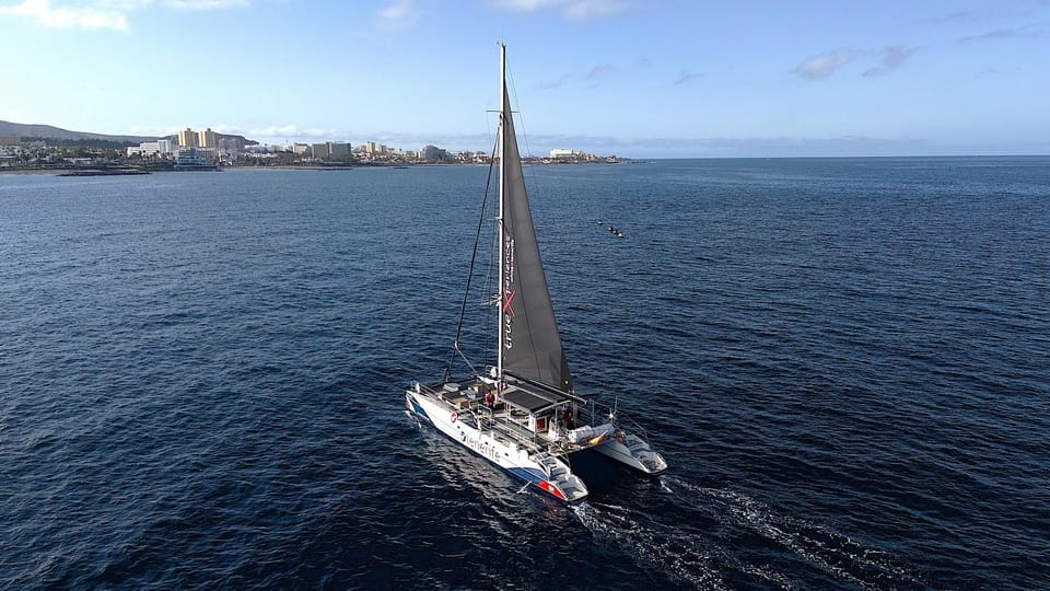 Costa Adeje: Whale & Dolphin Eco-Cruise With Snacks & Drinks - Important Notes