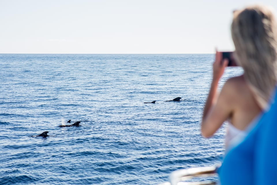 Costa Adeje: Whale & Dolphin Submarine Vision Mini Cruise - Key Points