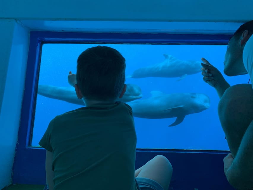 Costa Adeje: Whale & Dolphin Submarine Vision Mini Cruise - Detailed Itinerary Breakdown