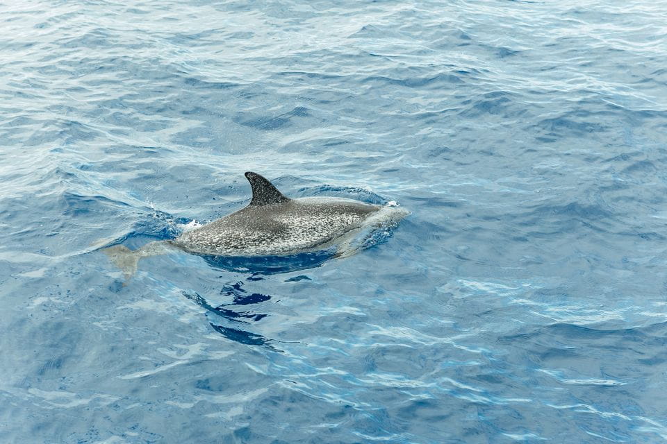Costa Adeje: Whale & Dolphin Submarine Vision Mini Cruise - Essential Information for Travelers