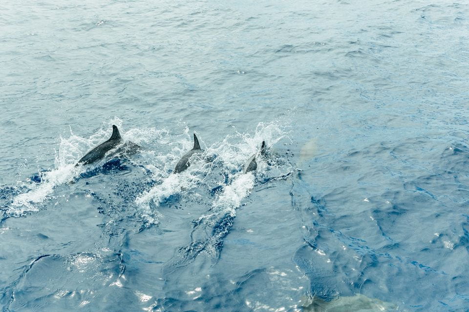 Costa Adeje: Whale & Dolphin Submarine Vision Mini Cruise - Things To Know