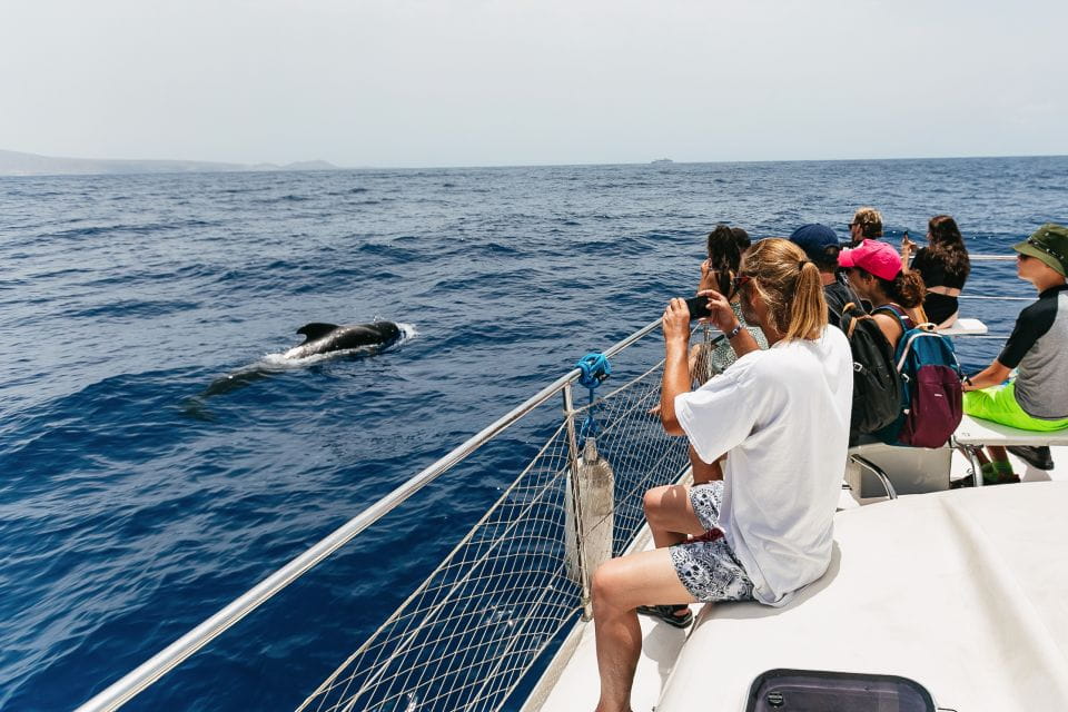 Costa Adeje: Whale Watching Catamaran Tour With Drinks - Nearby Attractions to Explore