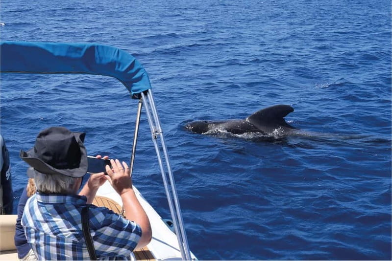 Costa Adeje: Whale Watching Eco Experience with Hydrophone. - The Authenticity of a Small-Group Eco Tour