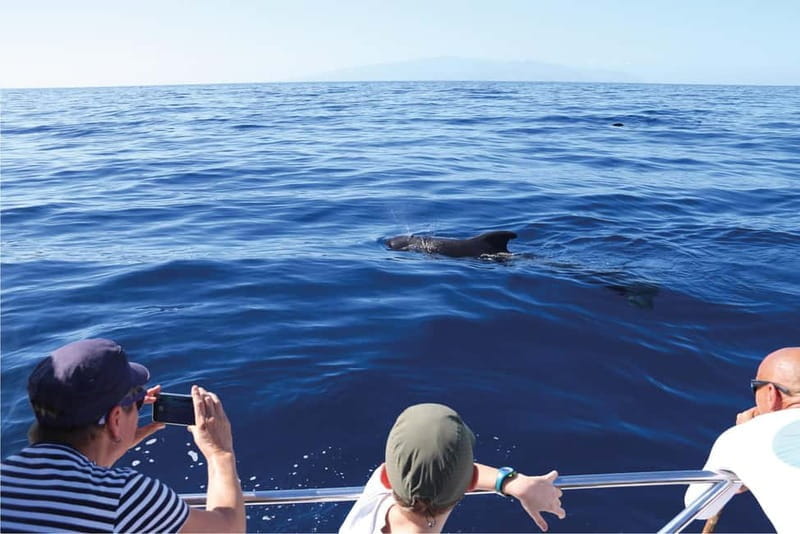 Costa Adeje: Whale Watching Eco Experience with Hydrophone. - What to Expect: The Itinerary and Experience