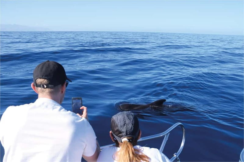 Costa Adeje: Whale Watching Eco Experience with Hydrophone. - Who Would Love This Experience?