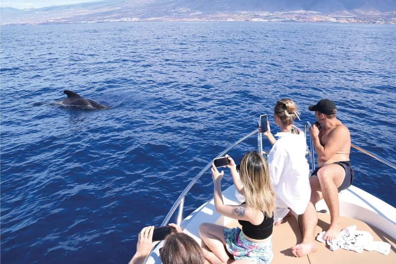 Costa Adeje: Whale Watching Eco Experience with Hydrophone. - Final Thoughts
