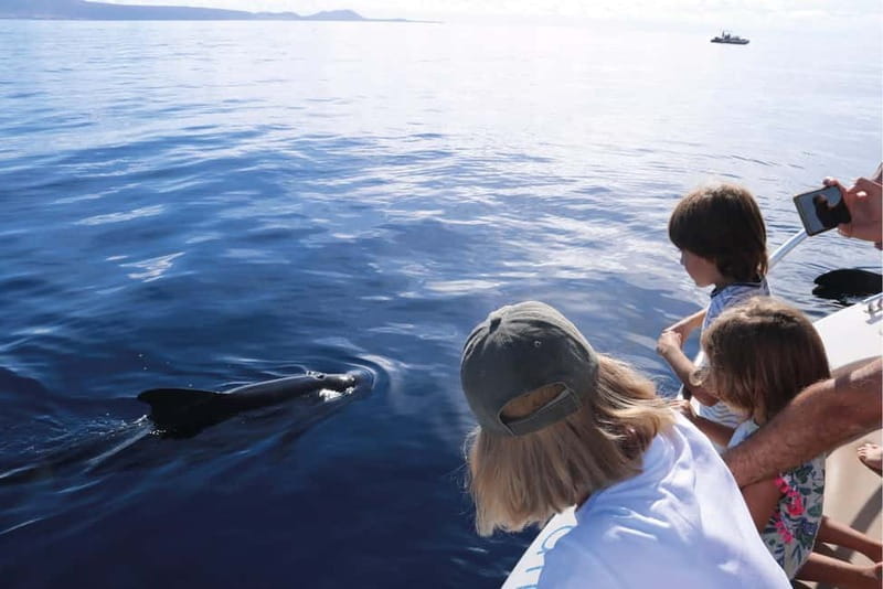 Costa Adeje: Whale Watching Eco Experience with Hydrophone. - FAQ