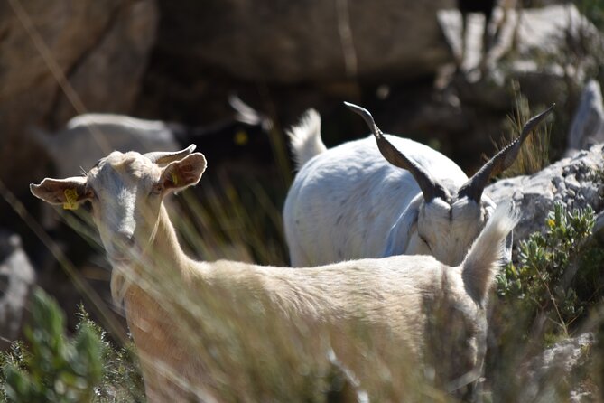 Costa Blanca Full-day Off Road Tour - Maximum Travelers Capacity