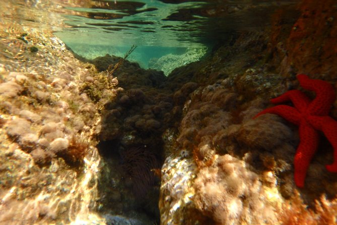 Costa Brava Day Adventure: Kayak, Snorkel & Cliff Jump With Lunch - Transportation and Equipment Provided