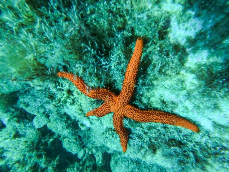 Costa Brava: Sea Caves Kayaking and Snorkeling Tour - In Closing