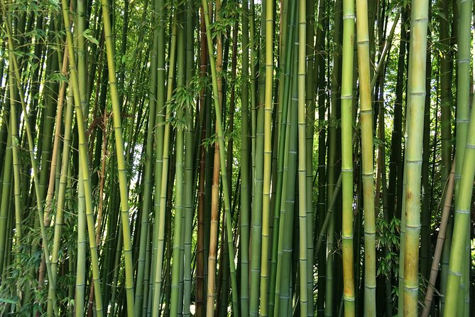 Costa Brava Small Group Tour From Barcelona With Traditional Lunch - Blanes and Marimurtra Botanical Gardens