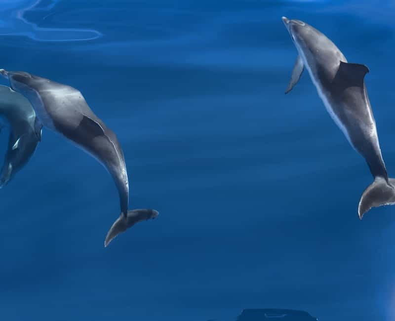 Costa Calma: Fuerteventura Dolphin Watching Boat Tour - Key Points / Takeaways