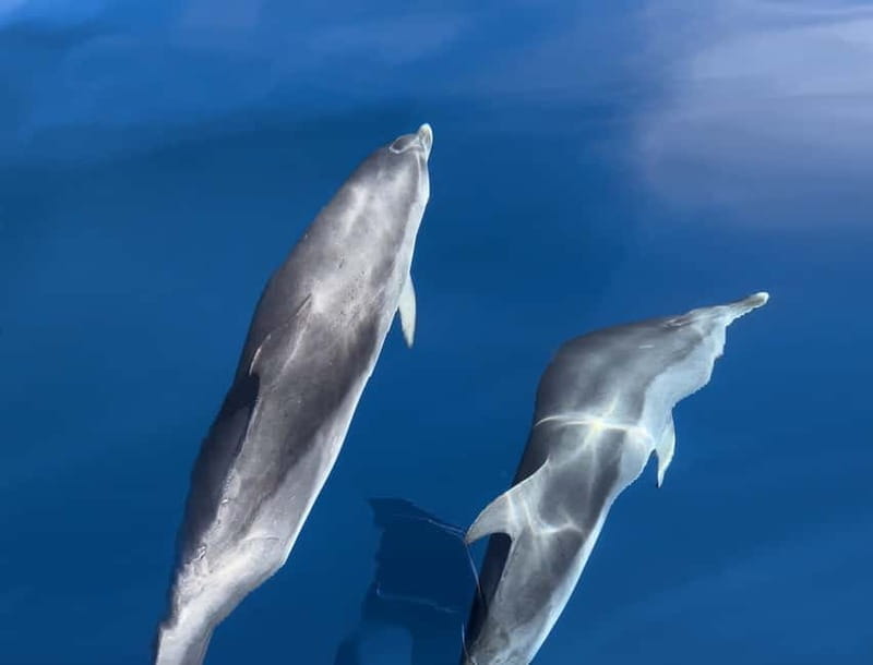 Costa Calma: Fuerteventura Dolphin Watching Boat Tour - The Experience in Detail: What to Expect from Start to Finish