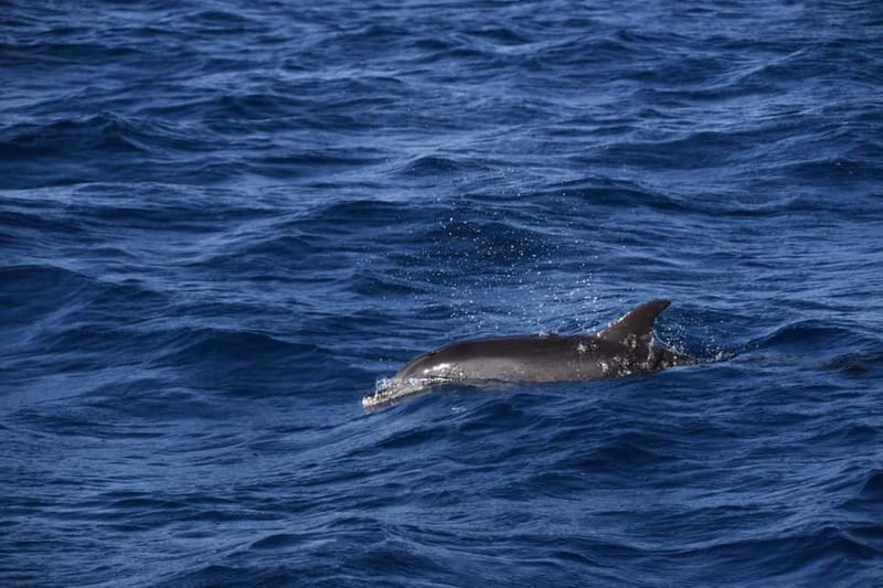 Costa Calma: Fuerteventura Dolphin Watching Boat Tour - Price and Overall Value