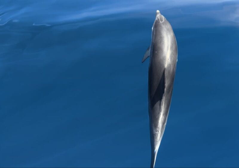 Costa Calma: Fuerteventura Dolphin Watching Boat Tour - The Sum Up: Is It Worth It?
