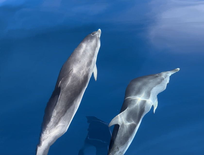 Costa Calma: Fuerteventura Dolphin Watching Zodiac Boat Tour - Dolphin Sightings