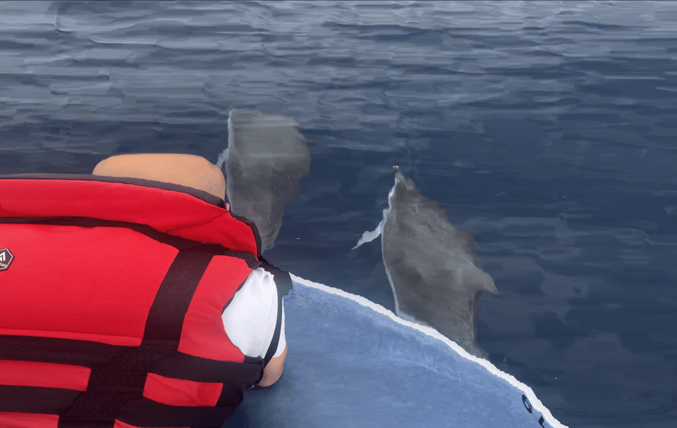 Costa Calma: Fuerteventura Dolphin Watching Zodiac Boat Tour - Age Requirements