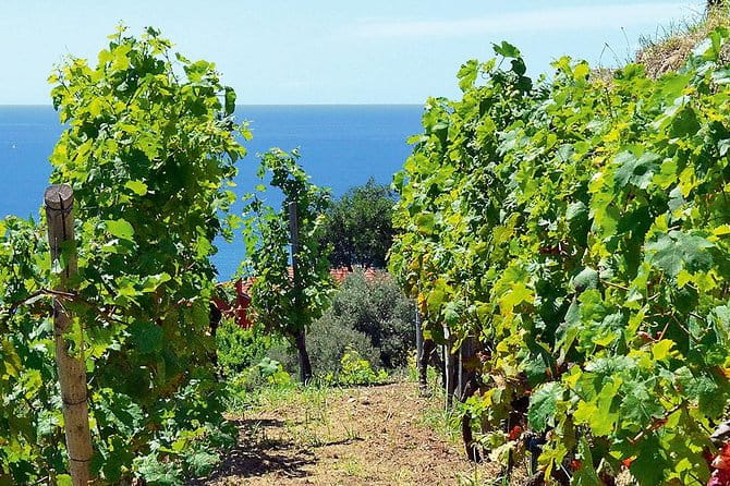 Côtes de Provence Wine Day Tour : 7 hours - FAQ