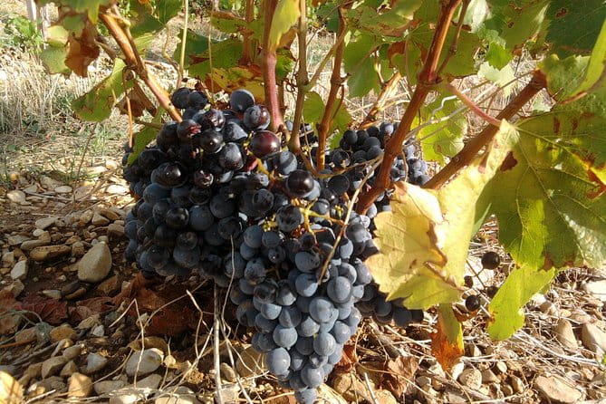 Cotes de Provence Wine Tour from Aix-en-Provence - Final Thoughts