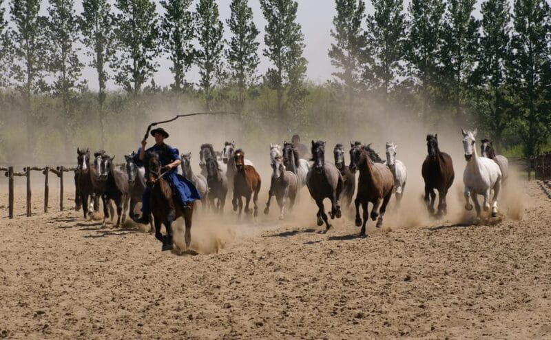 Countryside ranch, horse show & lunch - Who Should Consider This Tour?