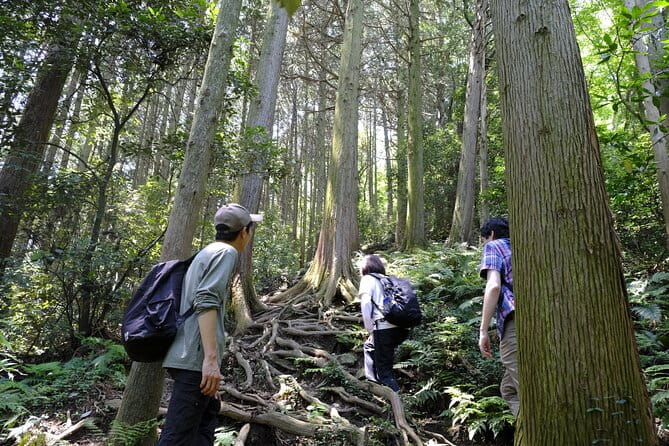 Countryside Walking & Mountain Hiking in Organic Town Near Tokyo - Accessibility and Participation Guidelines