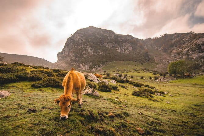 Covadonga Lakes, Sanctuary and Cangas de Onís from Santander - Who Will Love This Tour?