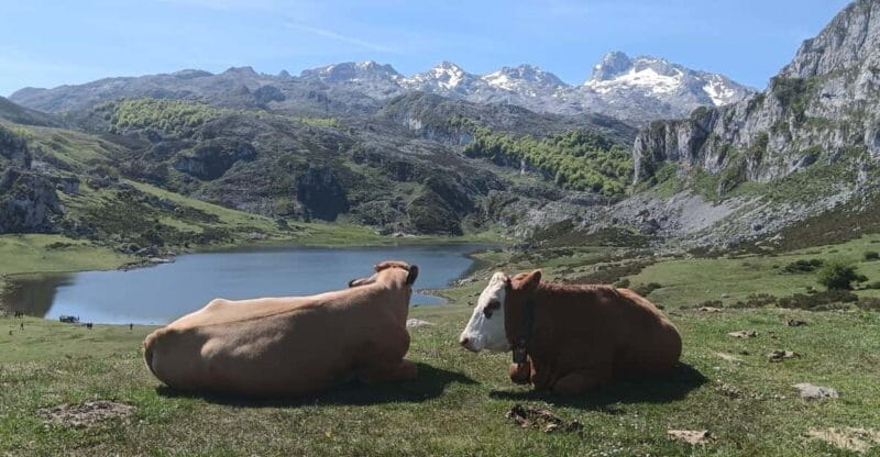 Covadonga y Cascos Históricos Cangas de Onís y Lastres - Logistics, Price, and Practical Tips