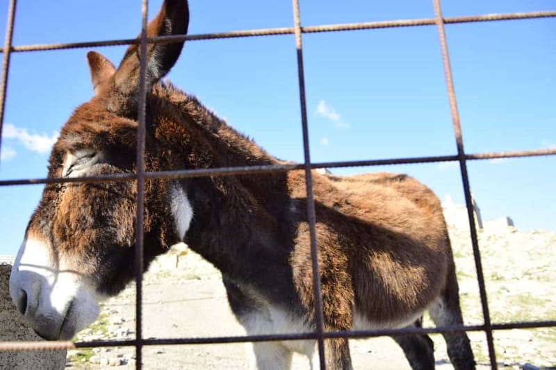 Craco Ghost Town & Amaro Lucano Museum Day Trip from Matera - Final Thoughts: Who Is This Tour For?