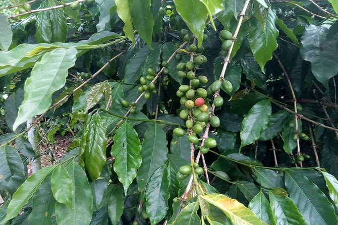 Craighton Blue Mountain Coffee Tasting & Farm Tour From Port Royal Cruise Port - Tasting the Renowned Blue Mountain Coffee