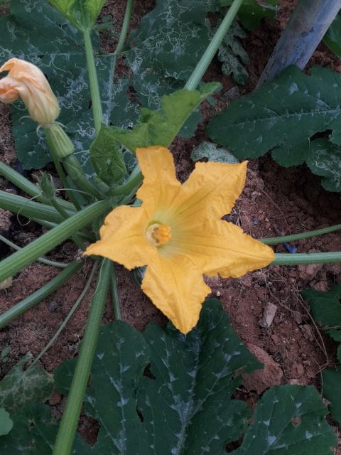 Cretan Farm Tour with Cheese-Making & Food Picnic - Key Points / Takeaways