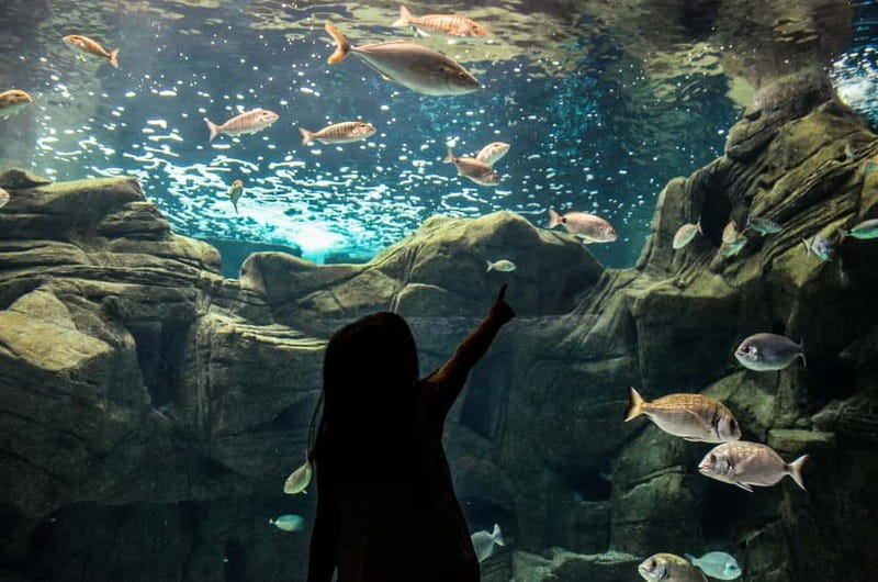 Cretaquarium Tour - The Cretaquarium Experience in Detail