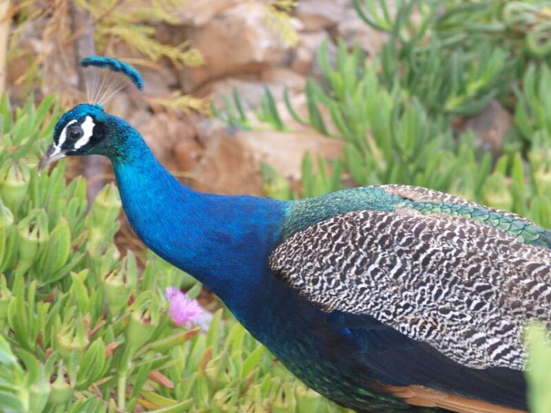 Crete: Agios Nikolaos, Kritsa and Amazonas Park Day Trip - Final Thoughts: Who Should Consider This Tour?