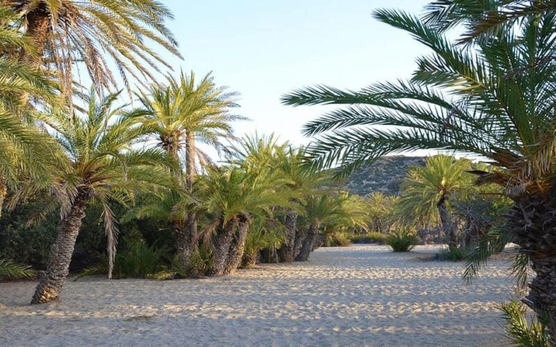 Crete and Heraklion Areas: Direct Day Trip Vai Beach - Who Should Consider This Tour?