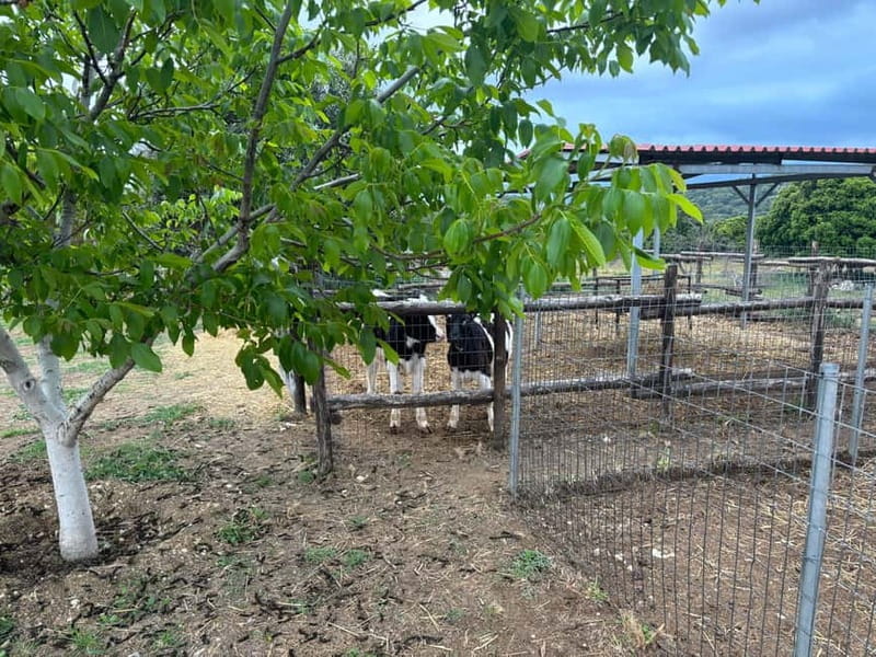 Crete: Farm Visit with Cheese Tasting and Milking Experience - Practicalities and Logistics