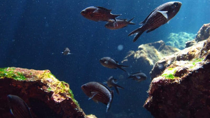 Crete: Guided Diving Experience for Certified Divers - Final Thoughts: Is This Dive Tour Right for You?