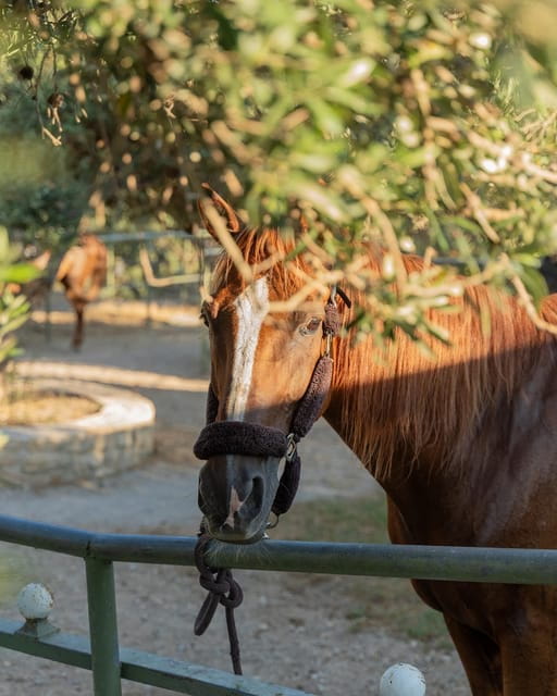 Crete Horse Riding: East Coastline Ride - Who Will Love This Experience?