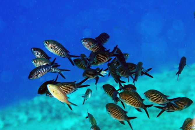 Crete Introductory Scuba Diving Experience - Who Should Book This Experience?