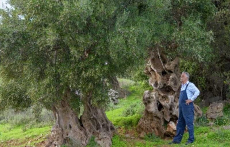 Crete: Lasithi Plateau, Zeus Cave and Olive Oil Farm Visit - FAQ