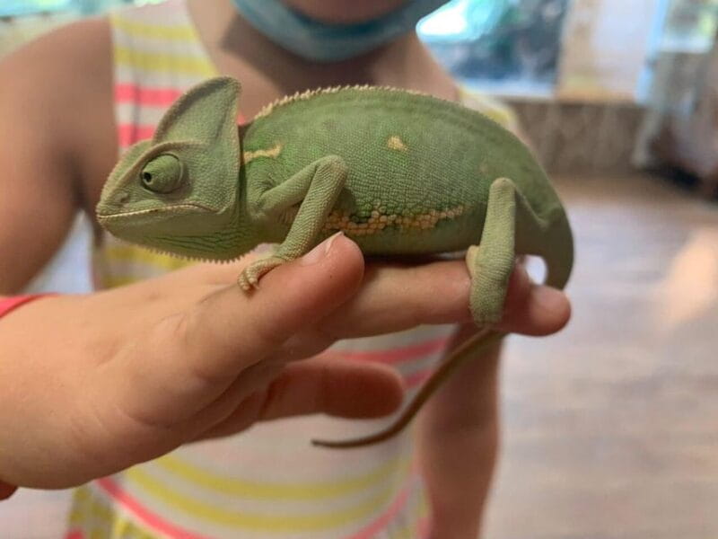 Crete: Melidoni Cave, Honey, Olive Oil & Reptisland - Reptisland: A Playful Wildlife Encounter