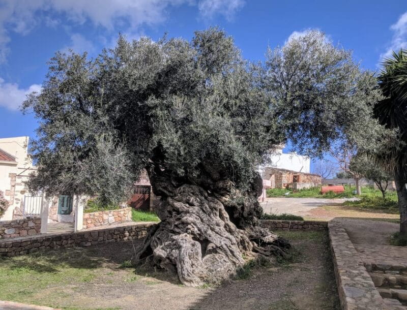 Crete: Melidoni Cave, Honey, Olive Oil & Reptisland - Logistics: What To Expect
