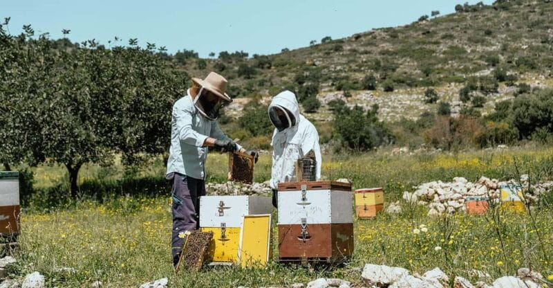 Crete: Melidoni Cave, Honey, Olive Oil & Reptisland - The Sum Up