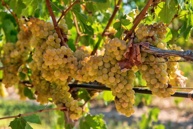 Crete: Monastery Tour & Wine Tasting Experience - Logistics and Practical Tips