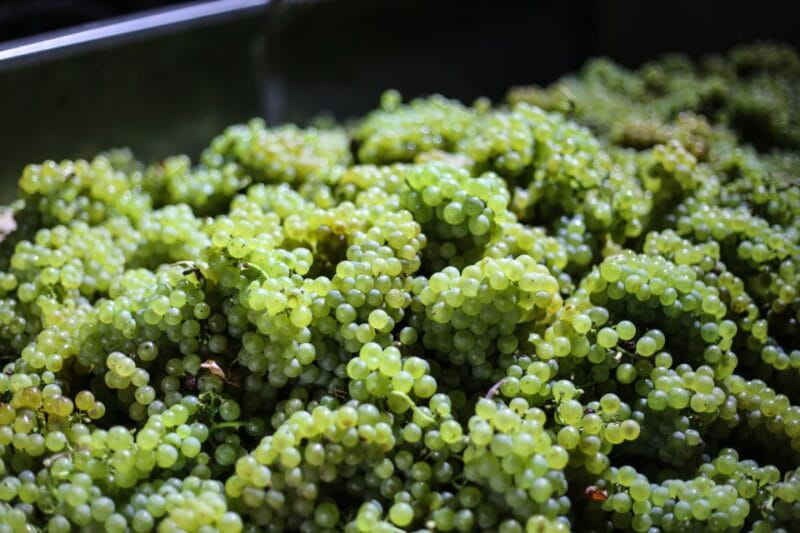 Crete: Olive, Wine, & Raki on a Flavorful Culinary Journey - A Tasty Look at Crete’s Olive Oil, Wine, and Raki