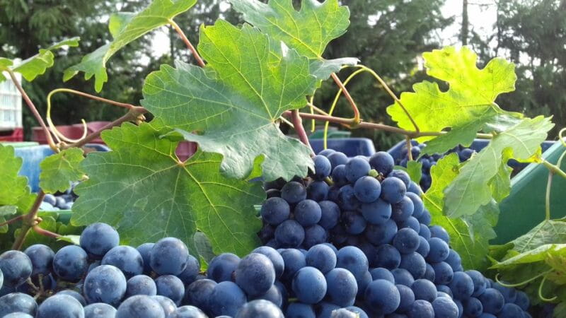 Crete: Olive, Wine, & Raki on a Flavorful Culinary Journey - Logistics, Comfort, and Suitability