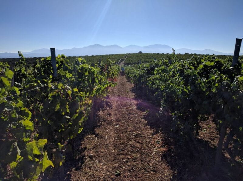 Crete: Olive, Wine, & Raki on a Flavorful Culinary Journey - FAQ